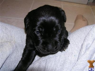 Puppies in MI