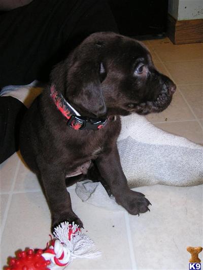 Puppies in MI