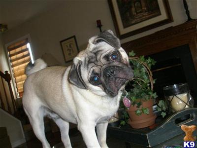 Stud Dogs - Pug
