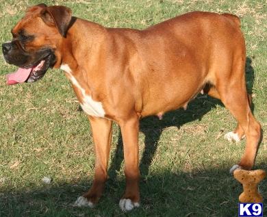 Dogs for Sale