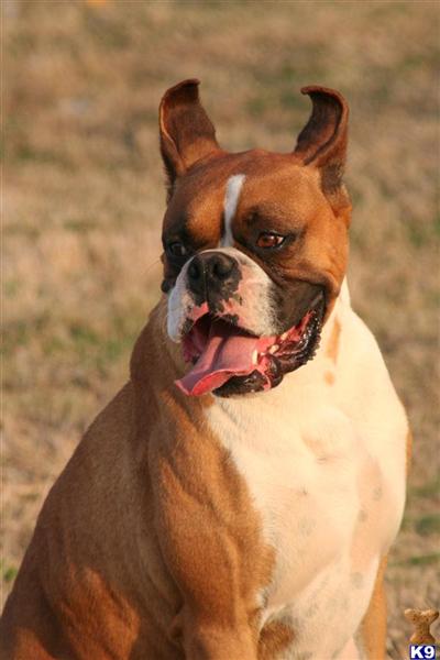 Stud Dogs - Boxer