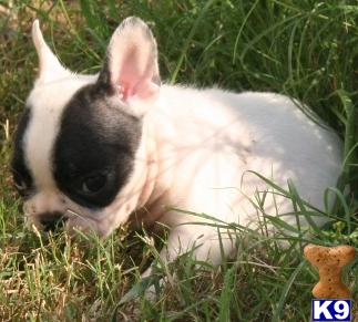 French Bulldog Puppies for Sale