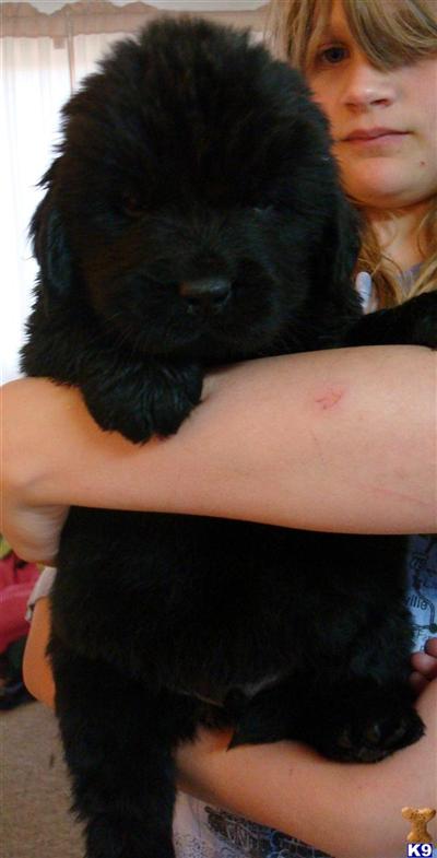 Newfoundland Puppies for Sale