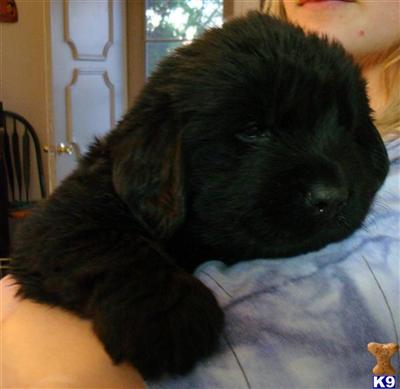 Newfoundland Puppies for Sale