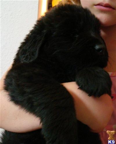 Newfoundland Puppies for Sale