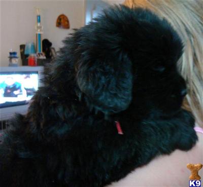 Newfoundland Puppies for Sale