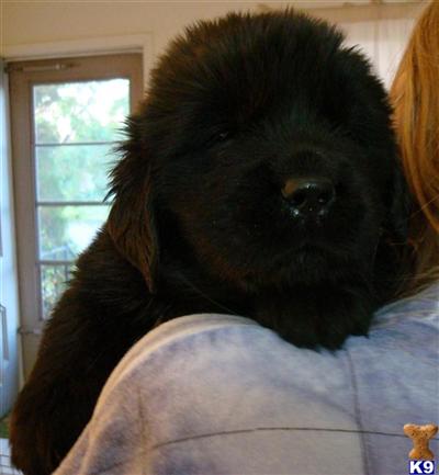 Newfoundland Puppies for Sale