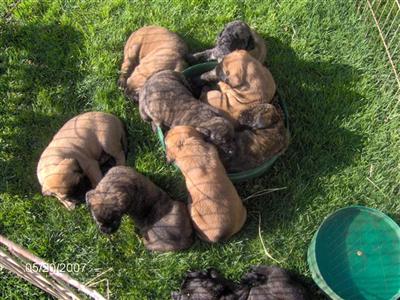Mastiff Puppies for Sale