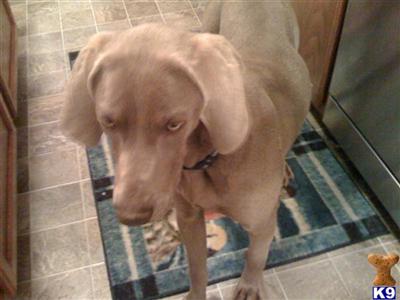 Dogs for Sale in TN