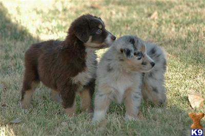 Puppies in AZ