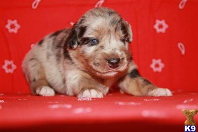 Australian Shepherd Puppies for Sale