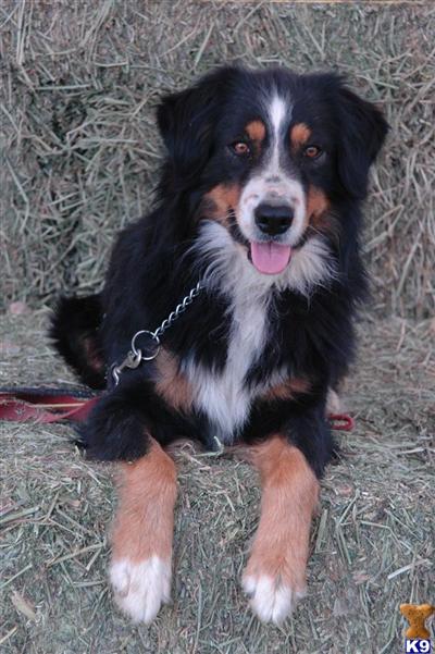 Stud Dogs - Australian Shepherd