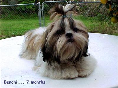 Stud Dogs - Shih Tzu