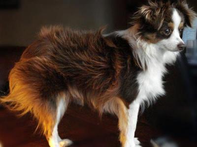 Miniature Australian Shepherd Puppies for Sale