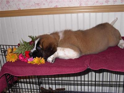 Puppies in VT