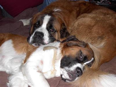 Puppies in VT
