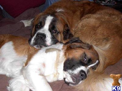 Saint Bernard Puppies for Sale