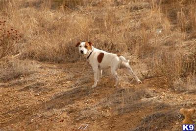 Stud Dogs - Jack Russell Terrier