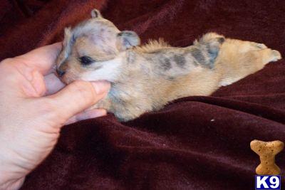 Miniature Schnauzer Puppies for Sale