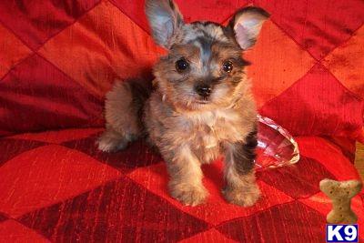 Miniature Schnauzer Puppies for Sale