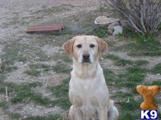 Dogs for Sale