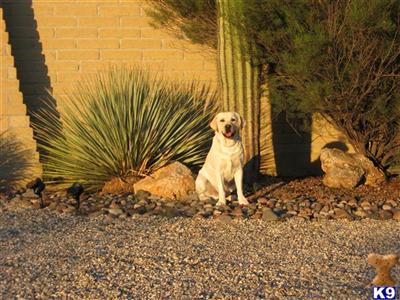 Stud Dogs in AZ
