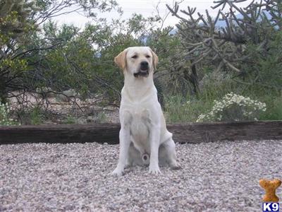 Stud Dogs in AZ