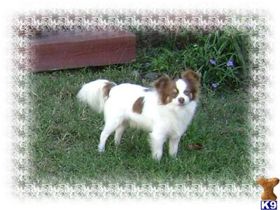 Dogs for Sale in NC