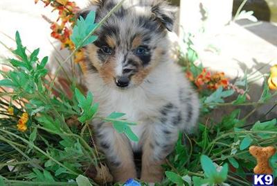 Australian Shepherd Puppies for Sale