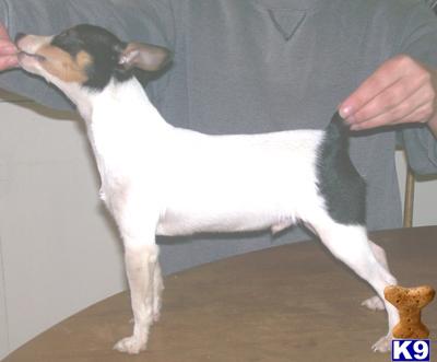 Dogs for Sale in WA