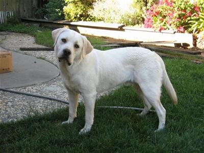 Stud Dogs - Labrador Retriever