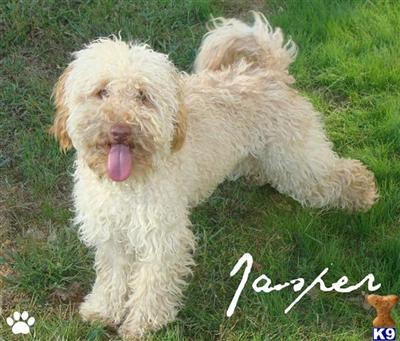 Stud Dogs - Labradoodle