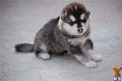 Alaskan Malamute Puppies for Sale