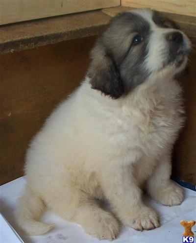 Great Pyrenees Puppies for Sale