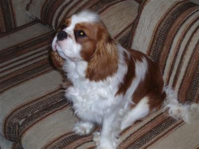 Dogs for Sale in IA