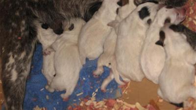 Australian Cattle Dog Puppies for Sale