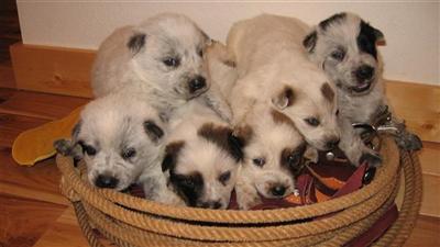 Australian Cattle Dog Puppies for Sale