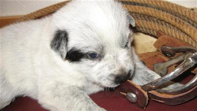 Australian Cattle Dog Puppies for Sale