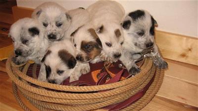 Australian Cattle Dog Puppies for Sale