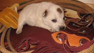 Australian Cattle Dog Puppies for Sale