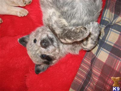 Australian Cattle Dog Puppies for Sale