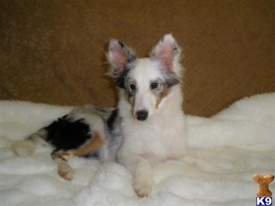 Shetland Sheepdog Puppies for Sale