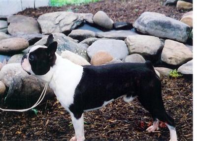 Stud Dogs in NH