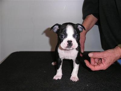 Puppies in NH