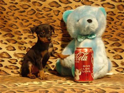 Miniature Pinscher Puppies for Sale