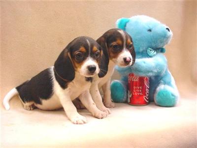 Beagle Puppies for Sale