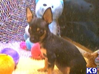 Puppies in FL