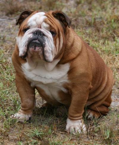 Stud Dogs in FL
