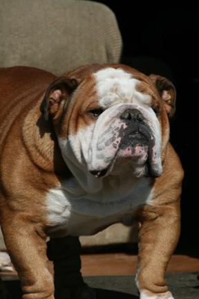 Stud Dogs - English Bulldog