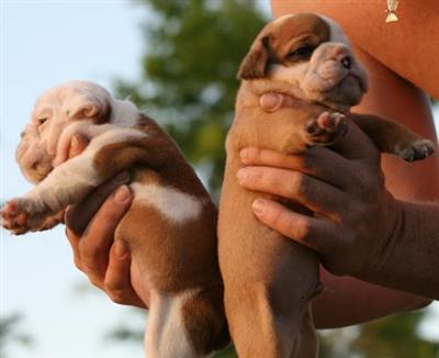 Old English Bulldog Puppies for Sale